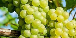 a Grade Fresh Green Grapes