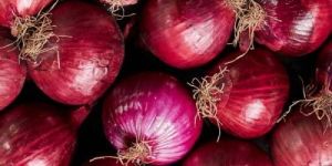 a Grade Fresh Red Onion