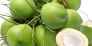 Farm Fresh Drinking Tender Coconut