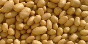 Fresh Badshah Potato