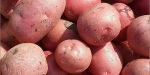 Fresh Lady Rosetta Potato