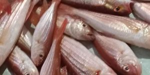 Fresh Pink Perch Fish