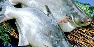 Fresh Basa Fish
