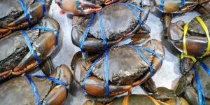 Fresh Mud Crab