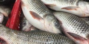 Fresh Rohu Fish
