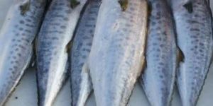 Fresh Surmai Fish