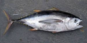 Fresh Tuna Fish