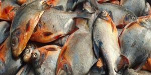 Fresh Red Bellied Pacu Fish