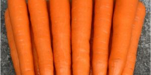 a Grade Fresh Carrot