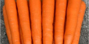 Orange Carrot