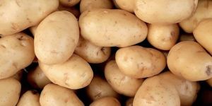 Potato
