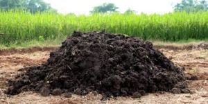 Cow Dung Manure