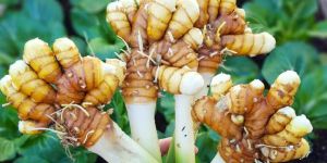 Raw Turmeric Finger