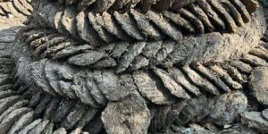 Cow Dung Cake