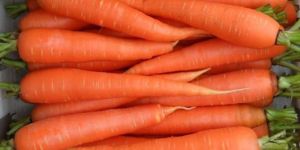 Fresh Carrot
