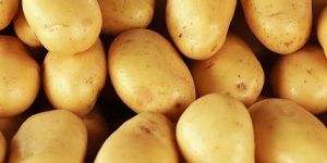 Fresh Potato