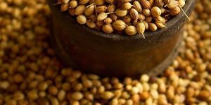 Coriander Seeds