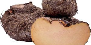 Elephant Foot Yam