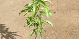 Kesar Mango Plants