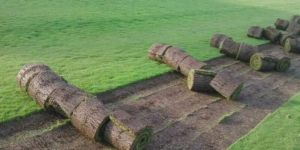 Lawn Grass