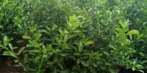 Lemon Plants