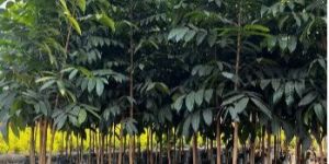Mahogany Plants