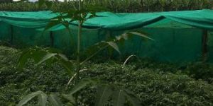 Malabar Neem Plants