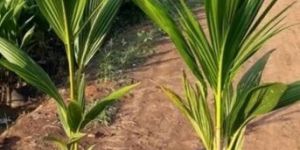Maleshiyan Green Dwarf Coconut Plants
