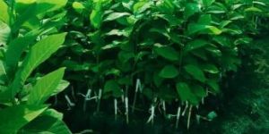 N M K Sitafal Plants