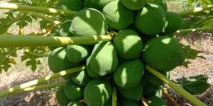 Papaya Plants