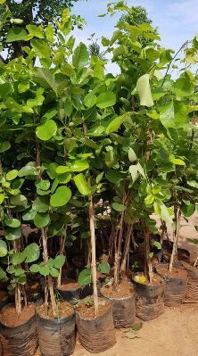 Red Sandal Plants