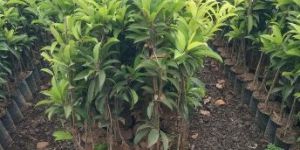 Sapota Plants