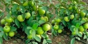 Taiwan Pink Guava Plants