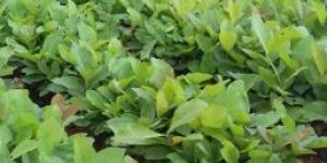 Teak Plants