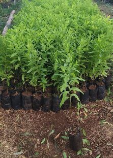 White Chandan Plants