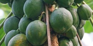 Fresh Green Papaya