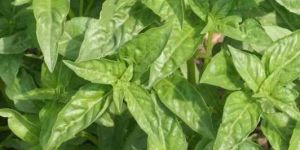 A Grade Green Fresh Italian Basil Leave