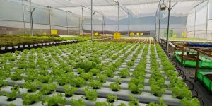 polypropylene hydroponics turnkey systems
