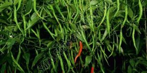 F1 SSB 807 Chilli Seeds