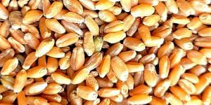 Wheat Grain