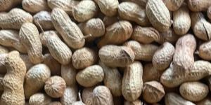 Raw Shelled Groundnuts