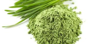 Dehydrated Wheatgrass Powder
