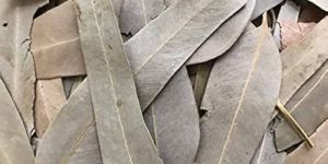 Dried Eucalyptus Leaves