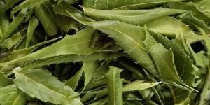 Dried Neem Leaves