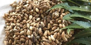 Neem Seed (Dried)