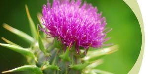 Atomy Milk Thistle