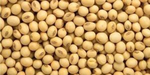 Soyabean
