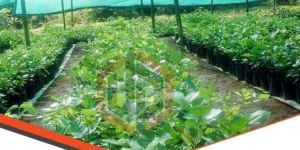 Nursery Shade Net