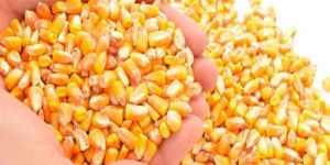Yellow Maize Seeds