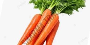 a Grade Fresh Carrot